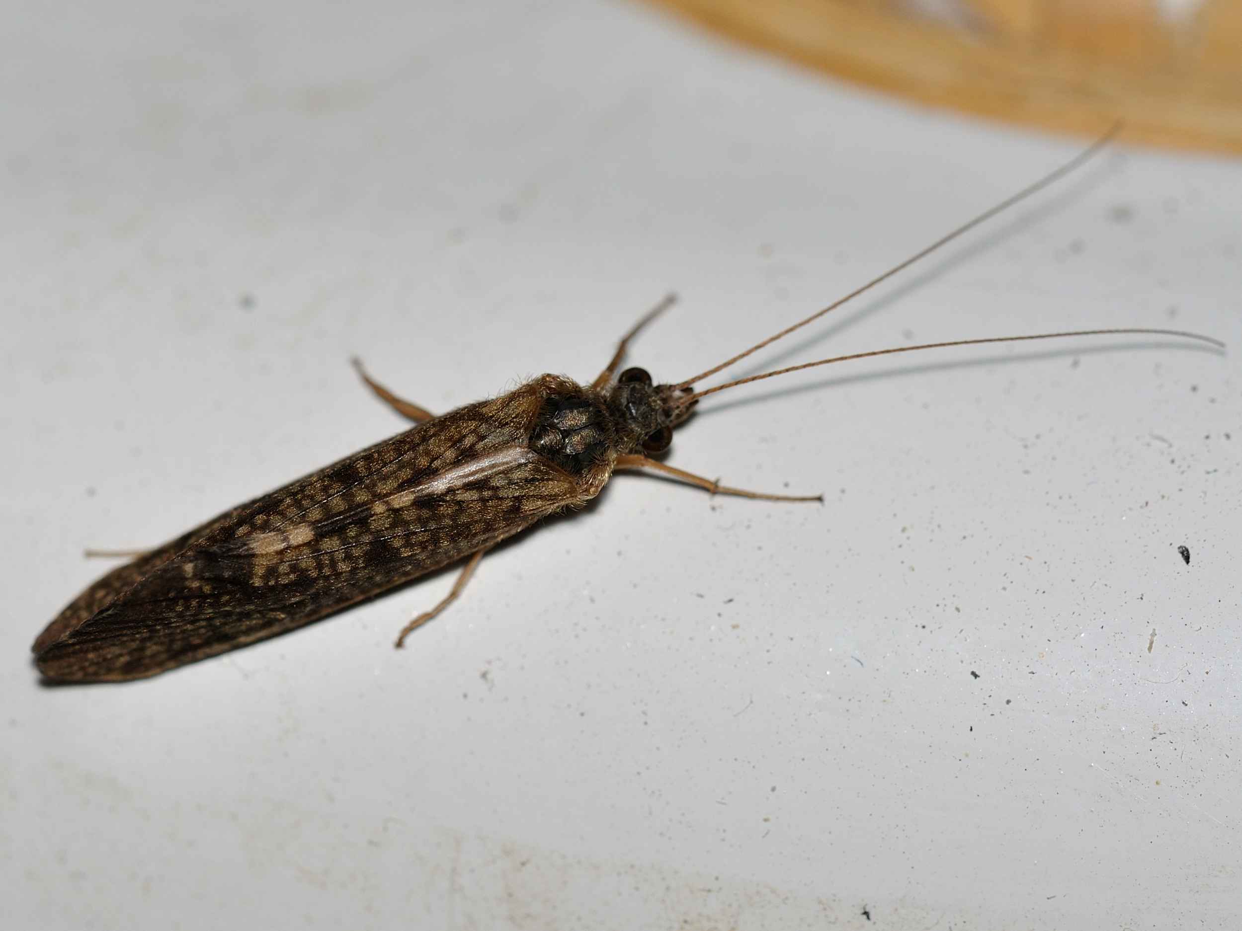 Hydropsyche sp.